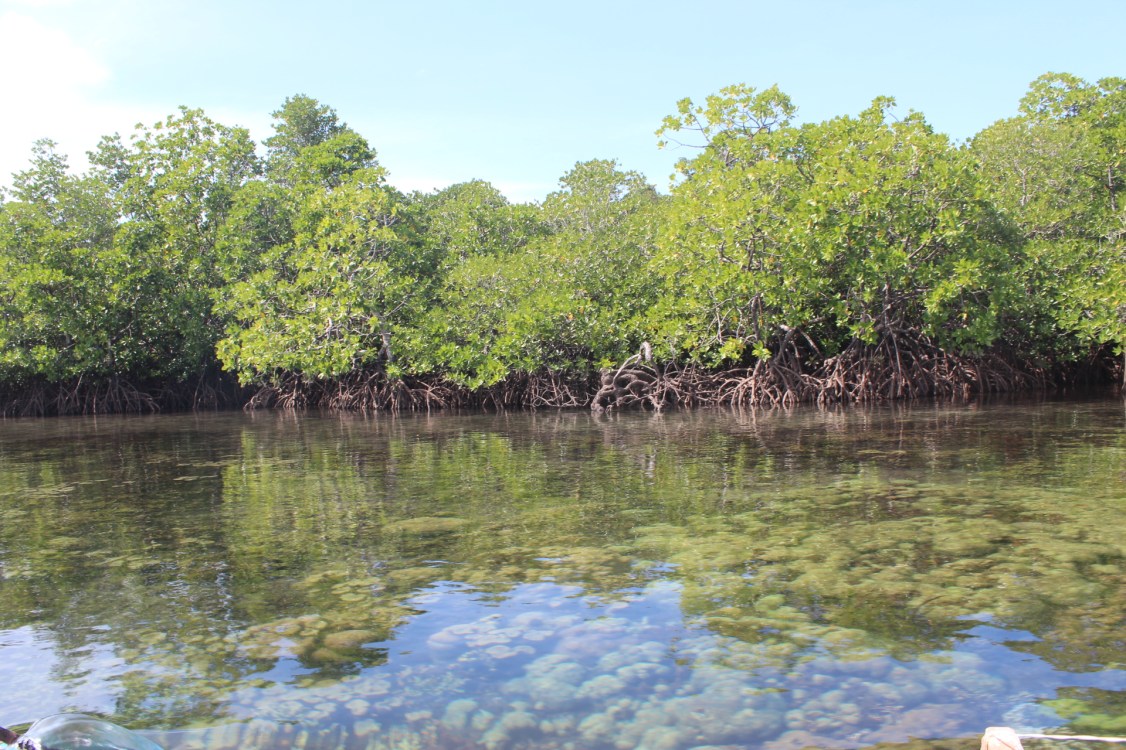 mangrove-seagrass-coral interconnectivity