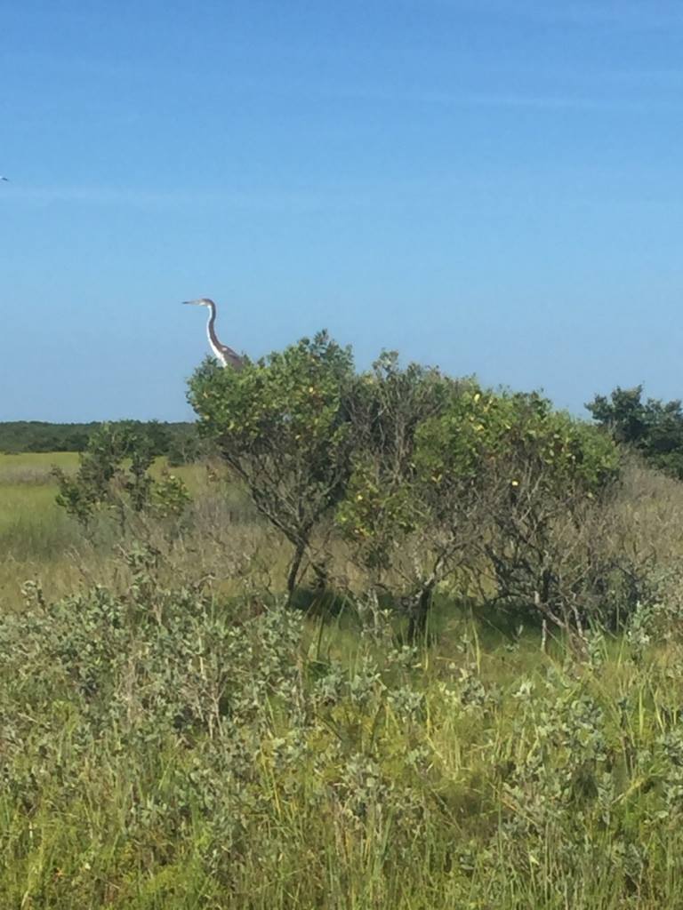 13653211_10154352328514785_3031459104095248934_o