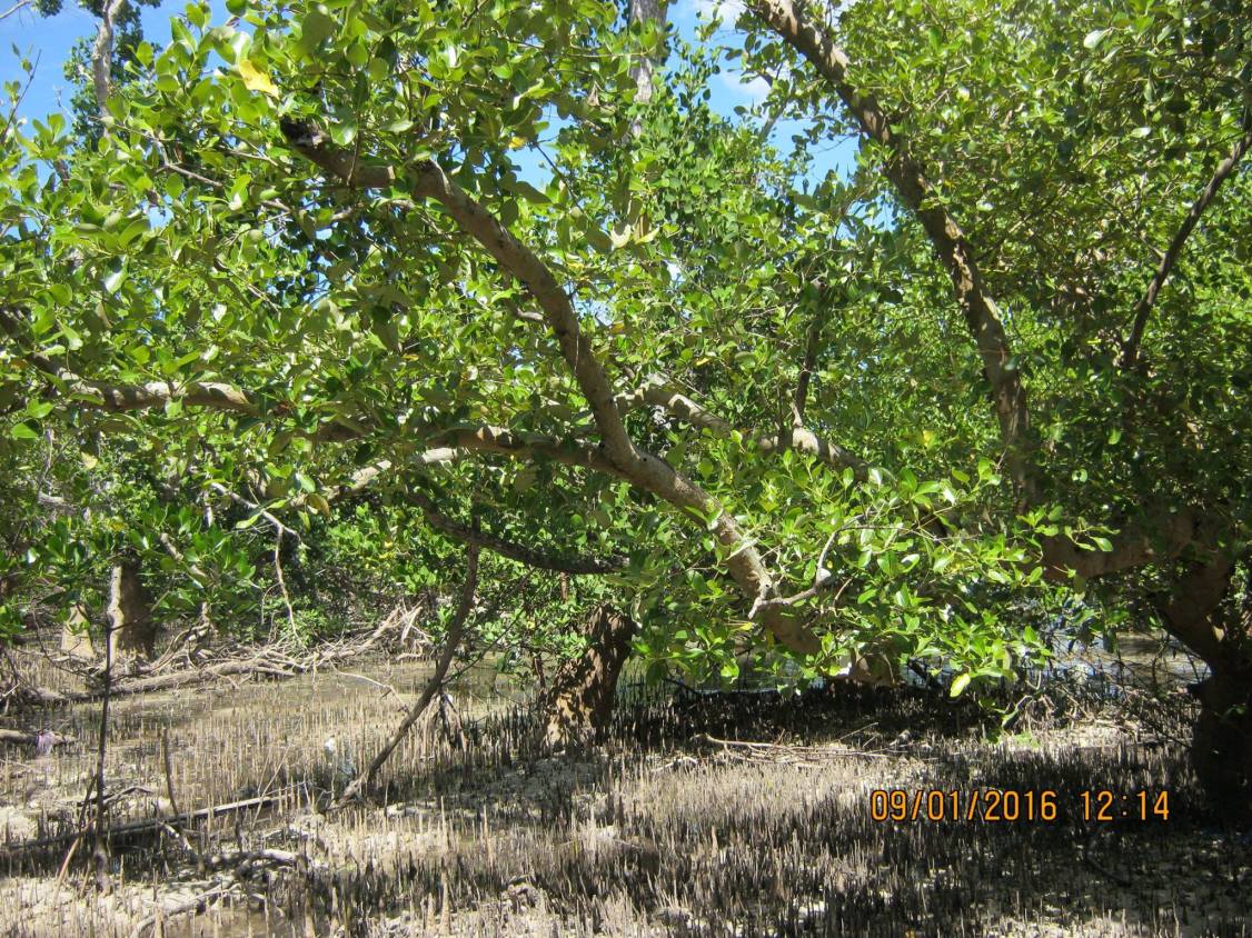 12484840_1255802474434957_2862028440022426421_o