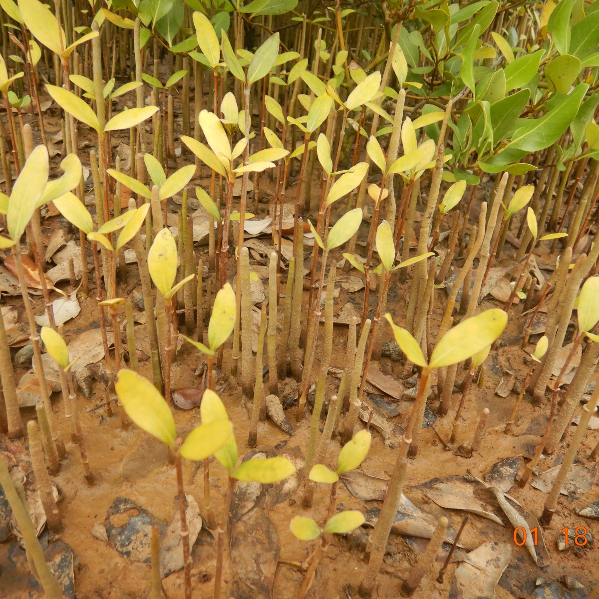 Mangrove seedlings can be ‘stressed’ too!