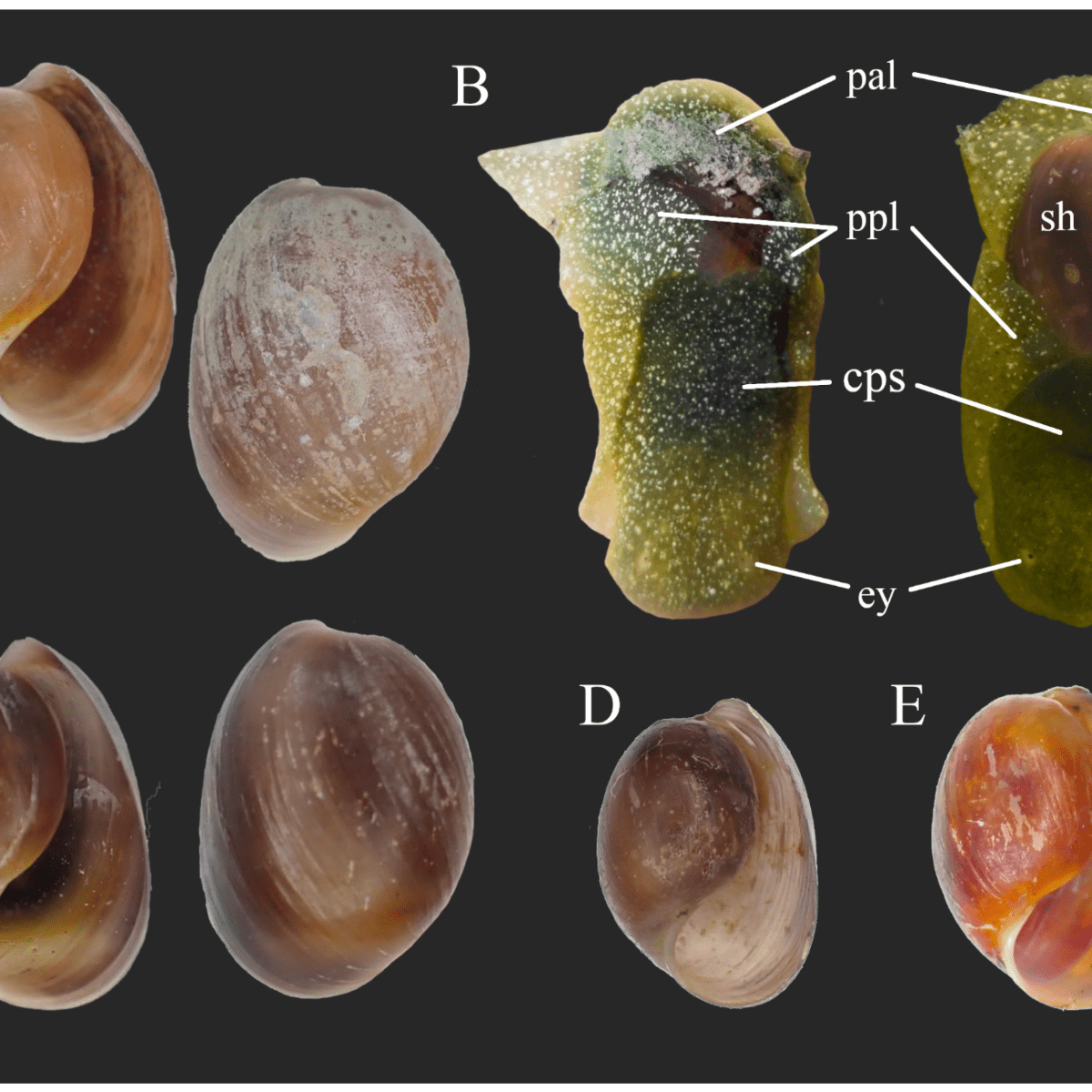 Publication Alert! New species of bubble snail found in the mangrove forest of Oriental Mindoro,&nbsp;Philippines